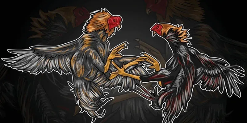 Đá gà trực tiếp C1 ok365 là gì?